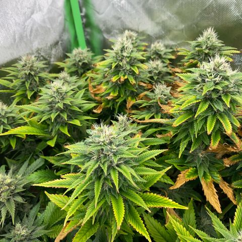 Tangerine Dream Clon #1 by KilliczGe growlog timeline photo