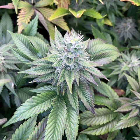 Big Bud 1 Klon 1 by KilliczGe growlog timeline photo
