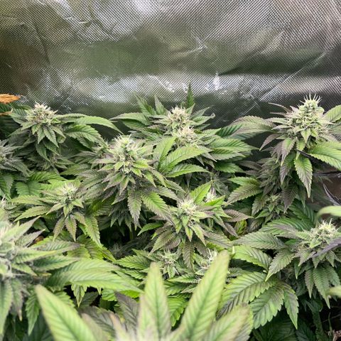 Big Bud 1 Klon 1 by KilliczGe growlog timeline photo