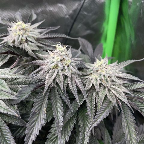 Dante’s Inferno - Mile High Dave by KilliczGe growlog timeline photo