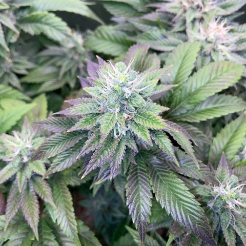 Big Bud 1 Klon 1 by KilliczGe growlog timeline photo