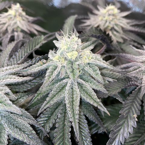 Dante’s Inferno - Mile High Dave by KilliczGe growlog timeline photo