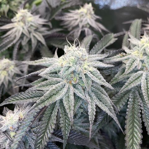 Dante’s Inferno - Mile High Dave by KilliczGe growlog timeline photo