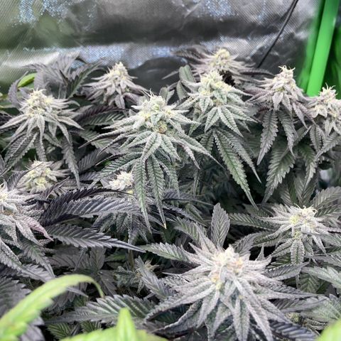 Dante’s Inferno - Mile High Dave by KilliczGe growlog timeline photo