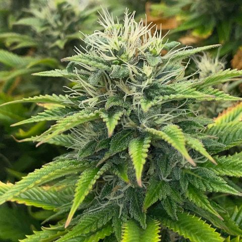 Tangerine Dream Clon #1 by KilliczGe growlog timeline photo