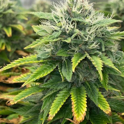 Tangerine Dream Clon #1 by KilliczGe growlog timeline photo