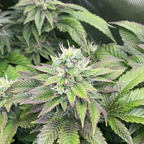 Big Bud 1 Klon 1 by KilliczGe growlog timeline photo