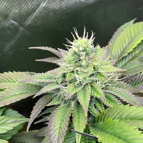 Big Bud 1 Klon 1 by KilliczGe growlog timeline photo