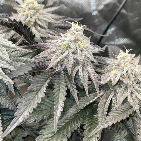 Dante’s Inferno - Mile High Dave by KilliczGe growlog timeline photo