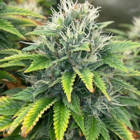 Tangerine Dream Clon #1 by KilliczGe growlog timeline photo