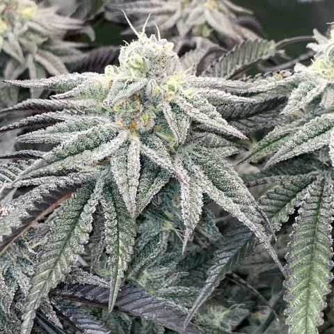 Dante’s Inferno - Mile High Dave by KilliczGe growlog timeline photo