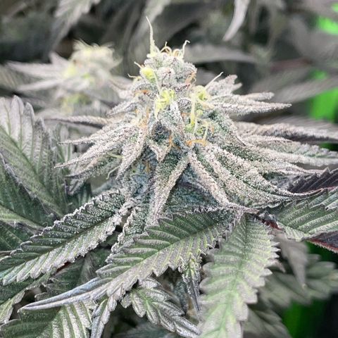 Dante’s Inferno - Mile High Dave by KilliczGe growlog timeline photo