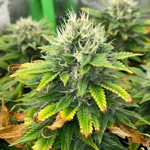 Tangerine Dream Clon #1 by KilliczGe growlog timeline photo