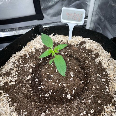 Special Kush 1 - GwJ Community Award Winning Celebration Grow Part 2 -The Price - by KilliczGe growlog timeline photo