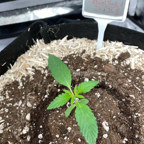 Special Kush 1 - GwJ Community Award Winning Celebration Grow Part 2 -The Price - by KilliczGe growlog timeline photo