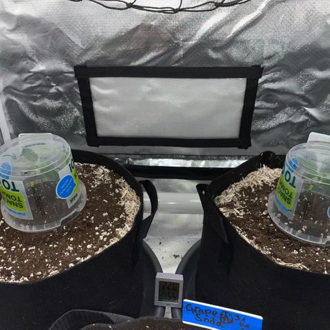 Critical Kush - GwJ Community Award Winning Celebration Grow Part 1 - The Winner - by KilliczGe growlog timeline photo