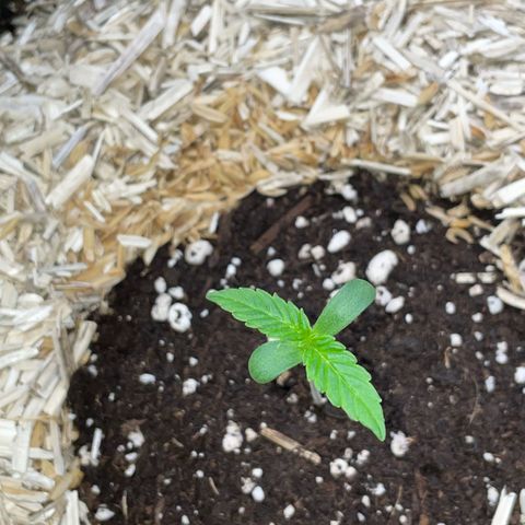 Grape Soda Auto - by KilliczGe growlog timeline photo