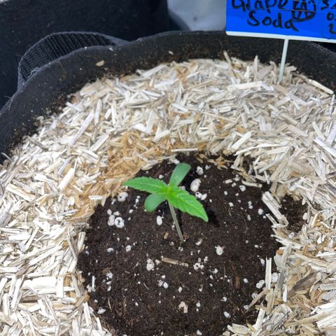 Grape Soda Auto - by KilliczGe growlog timeline photo