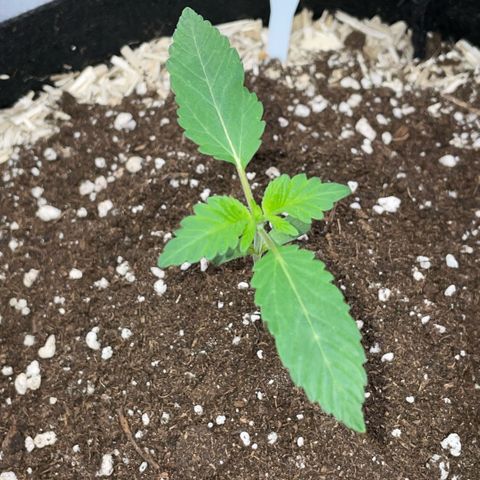 Critical Kush - GwJ Community Award Winning Celebration Grow Part 1 - The Winner - by KilliczGe growlog timeline photo