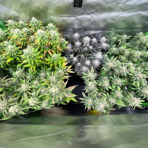 Dante’s Inferno - Mile High Dave by KilliczGe growlog timeline photo