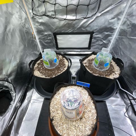 Special Kush 1 - GwJ Community Award Winning Celebration Grow Part 2 -The Price - by KilliczGe growlog timeline photo