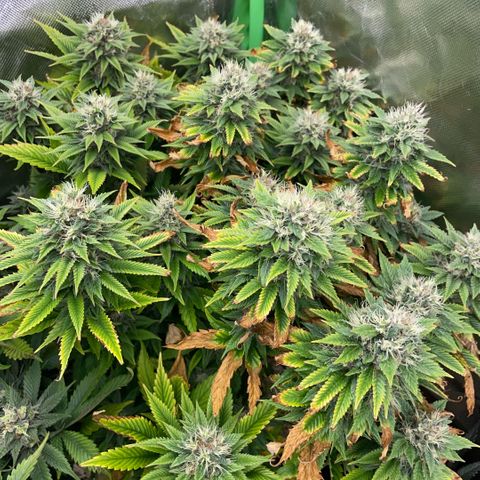 Tangerine Dream Clon #1 by KilliczGe growlog timeline photo