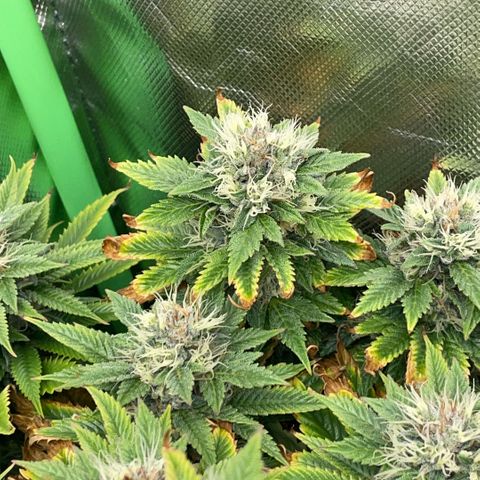 Tangerine Dream Clon #1 by KilliczGe growlog timeline photo