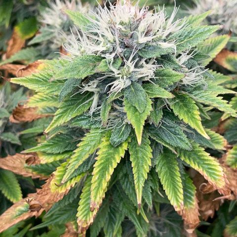 Tangerine Dream Clon #1 by KilliczGe growlog timeline photo