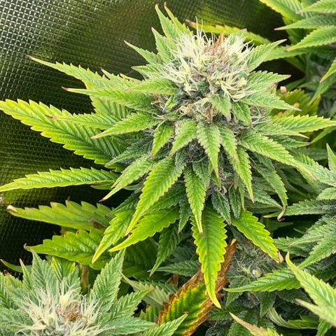 Tangerine Dream Clon #1 by KilliczGe growlog timeline photo