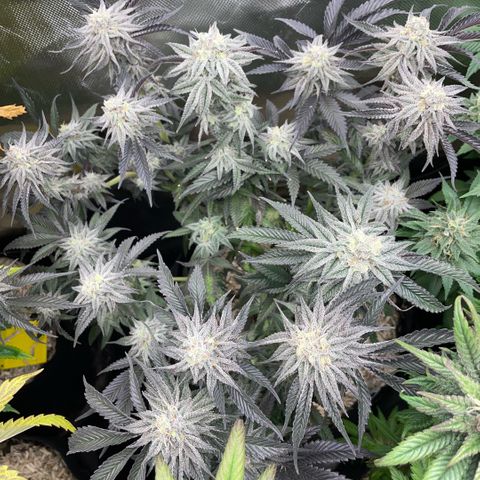 Dante’s Inferno - Mile High Dave by KilliczGe growlog timeline photo