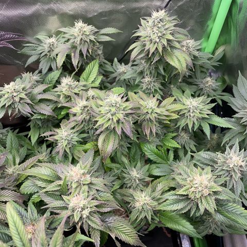 Big Bud 1 Klon 1 by KilliczGe growlog timeline photo