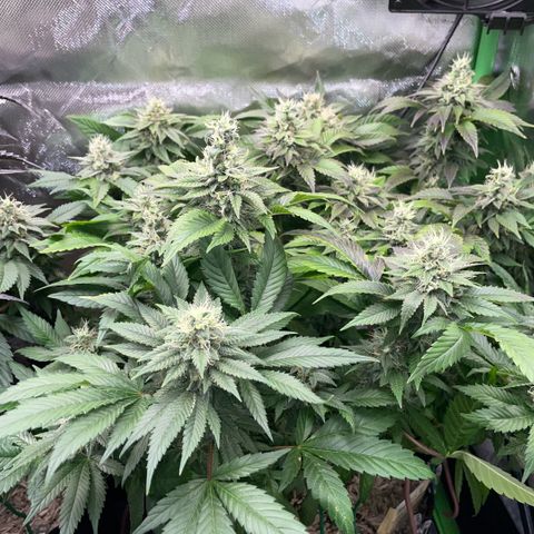 Big Bud 1 Klon 1 by KilliczGe growlog timeline photo