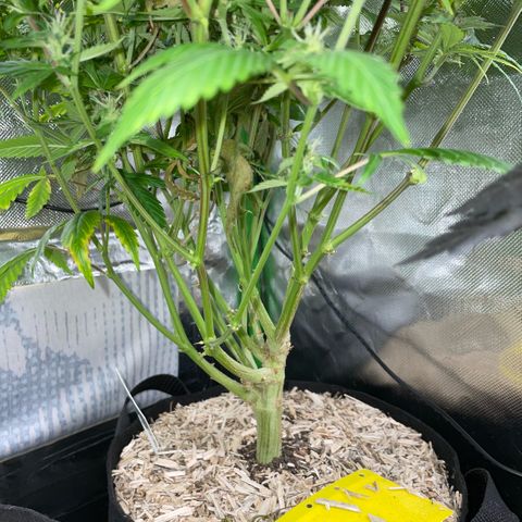 Tangerine Dream Clon #1 by KilliczGe growlog timeline photo