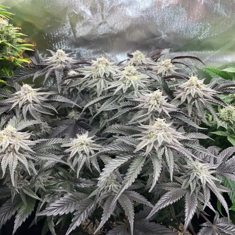 Dante’s Inferno - Mile High Dave by KilliczGe growlog timeline photo