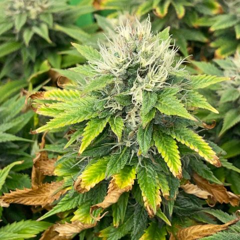 Tangerine Dream Clon #1 by KilliczGe growlog timeline photo
