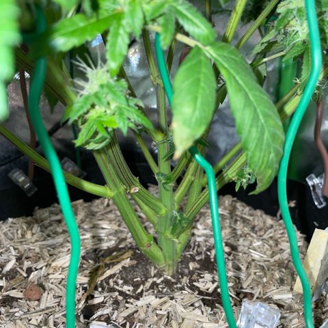 Big Bud 1 Klon 1 by KilliczGe growlog timeline photo