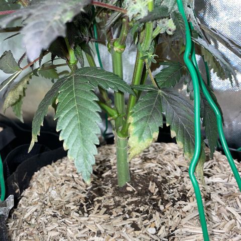 Dante’s Inferno - Mile High Dave by KilliczGe growlog timeline photo