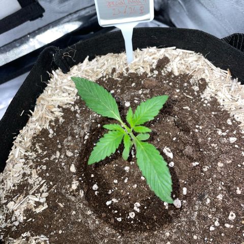Special Kush 1 - GwJ Community Award Winning Celebration Grow Part 2 -The Price - by KilliczGe growlog timeline photo
