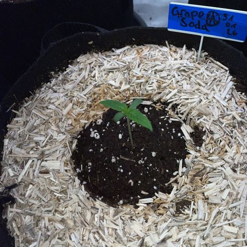 Grape Soda Auto - by KilliczGe growlog timeline photo