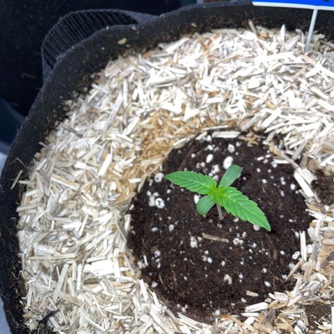 Grape Soda Auto - by KilliczGe growlog timeline photo