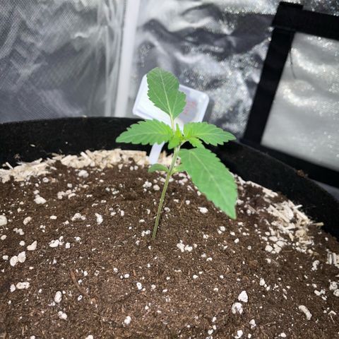 Critical Kush - GwJ Community Award Winning Celebration Grow Part 1 - The Winner - by KilliczGe growlog timeline photo