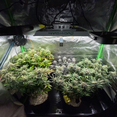 Dante’s Inferno - Mile High Dave by KilliczGe growlog timeline photo