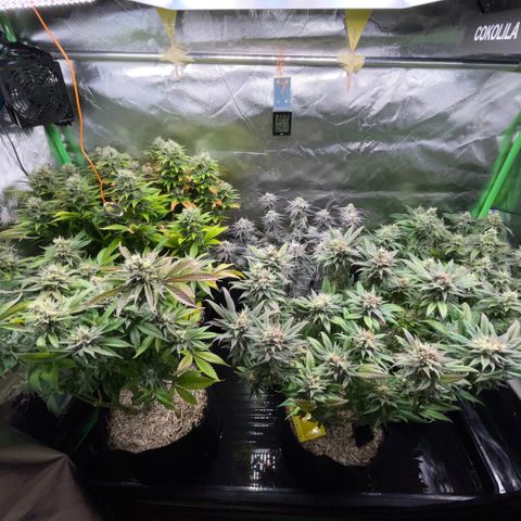 Dante’s Inferno - Mile High Dave by KilliczGe growlog timeline photo