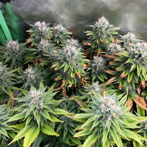 Tangerine Dream Clon #1 by KilliczGe growlog timeline photo