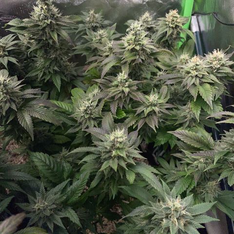 Big Bud 1 Klon 1 by KilliczGe growlog timeline photo