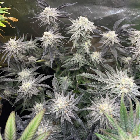 Dante’s Inferno - Mile High Dave by KilliczGe growlog timeline photo