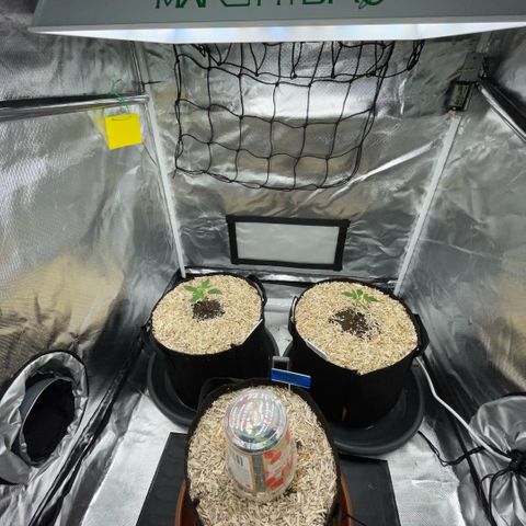 Special Kush 1 - GwJ Community Award Winning Celebration Grow Part 2 -The Price - by KilliczGe growlog timeline photo