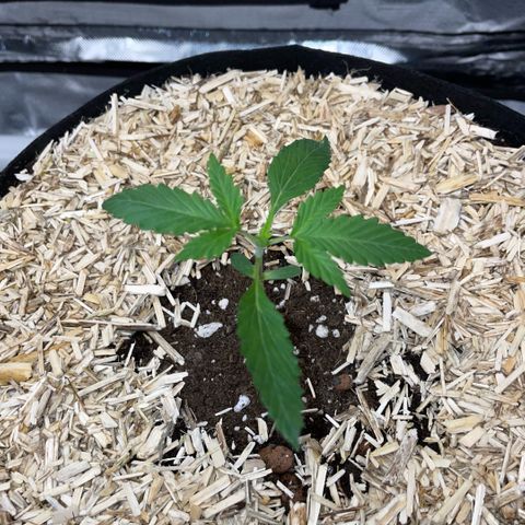 Special Kush 1 - GwJ Community Award Winning Celebration Grow Part 2 -The Price - by KilliczGe growlog timeline photo