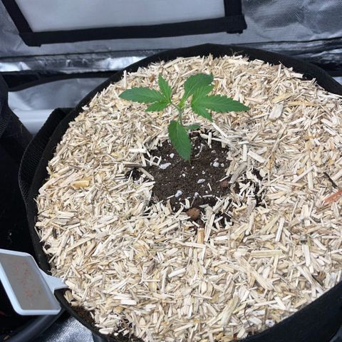 Special Kush 1 - GwJ Community Award Winning Celebration Grow Part 2 -The Price - by KilliczGe growlog timeline photo