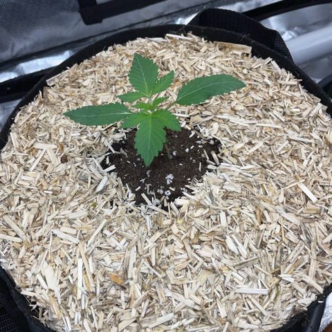 Critical Kush - GwJ Community Award Winning Celebration Grow Part 1 - The Winner - by KilliczGe growlog timeline photo